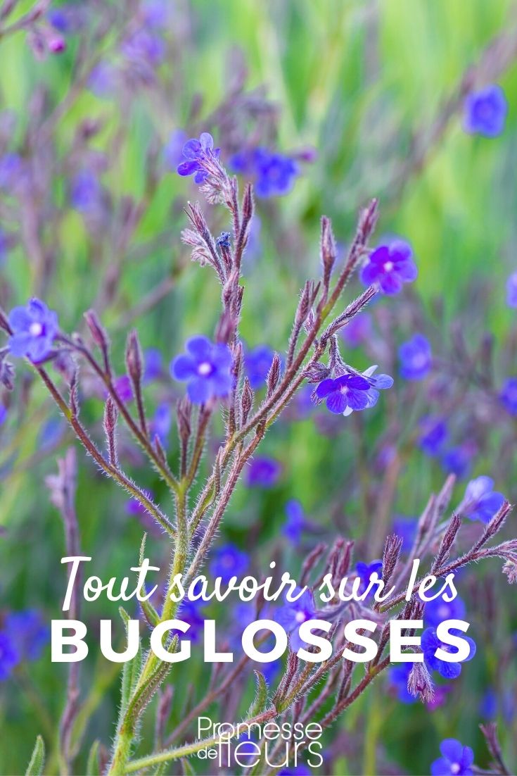 Bugloss, Anchusa – Everything You Need to Know Bugloss, Anchusa: Planting, Cultivating