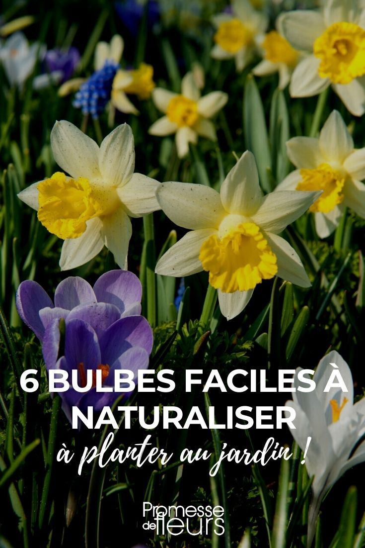 bulbs easy to naturalise Our Selection of 6 Bulbs Easy to Naturalise in the Garden