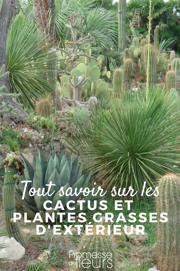 Outdoor Cacti and Succulents: Everything You Need to Know Outdoor Cacti and Succulents