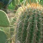 Which cacti and succulent plants for my garden?