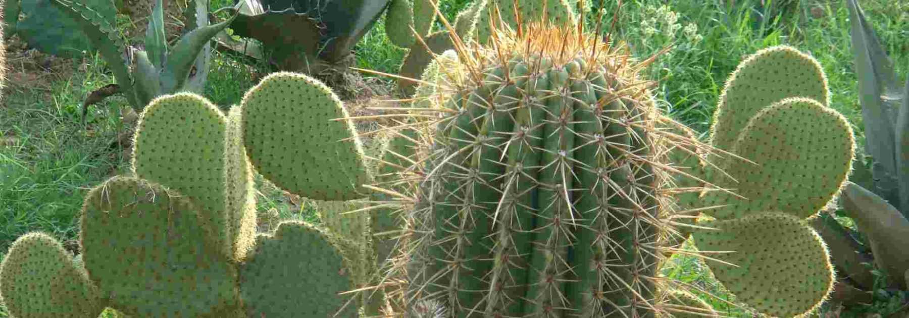 Which cacti and succulent plants for my garden?
