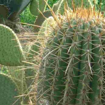 Which cacti and succulent plants for my garden?
