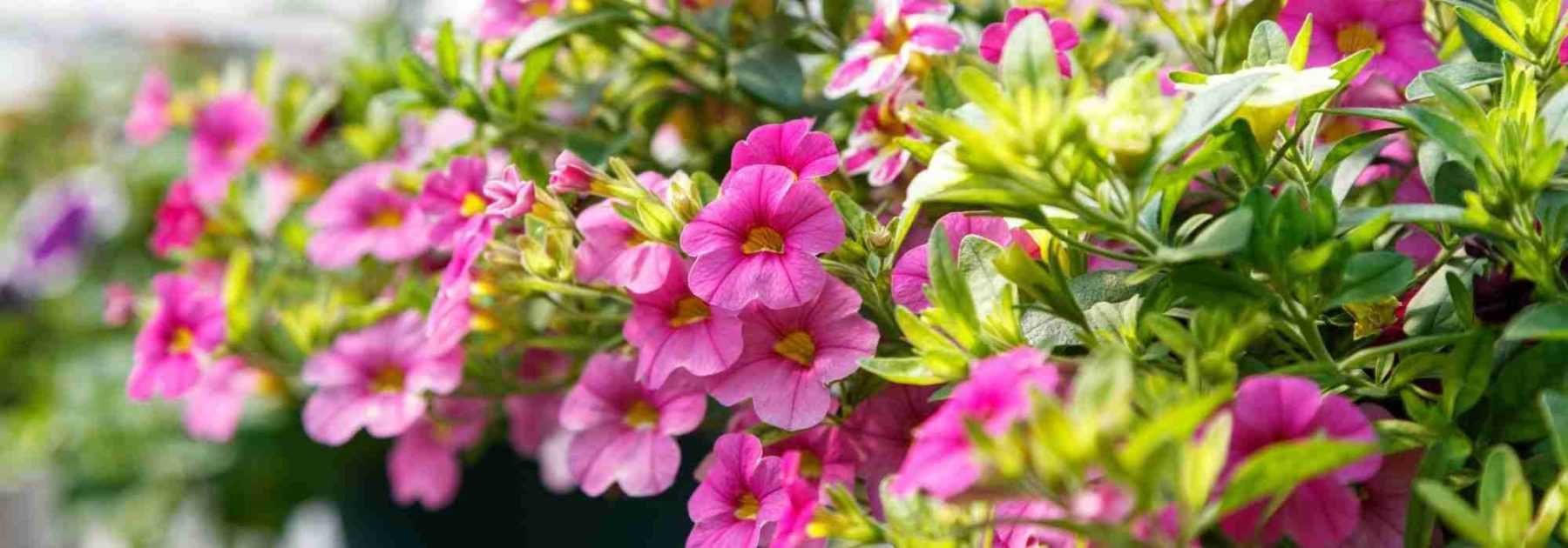 Beautiful hanging baskets of flowers