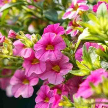 Beautiful hanging baskets of flowers