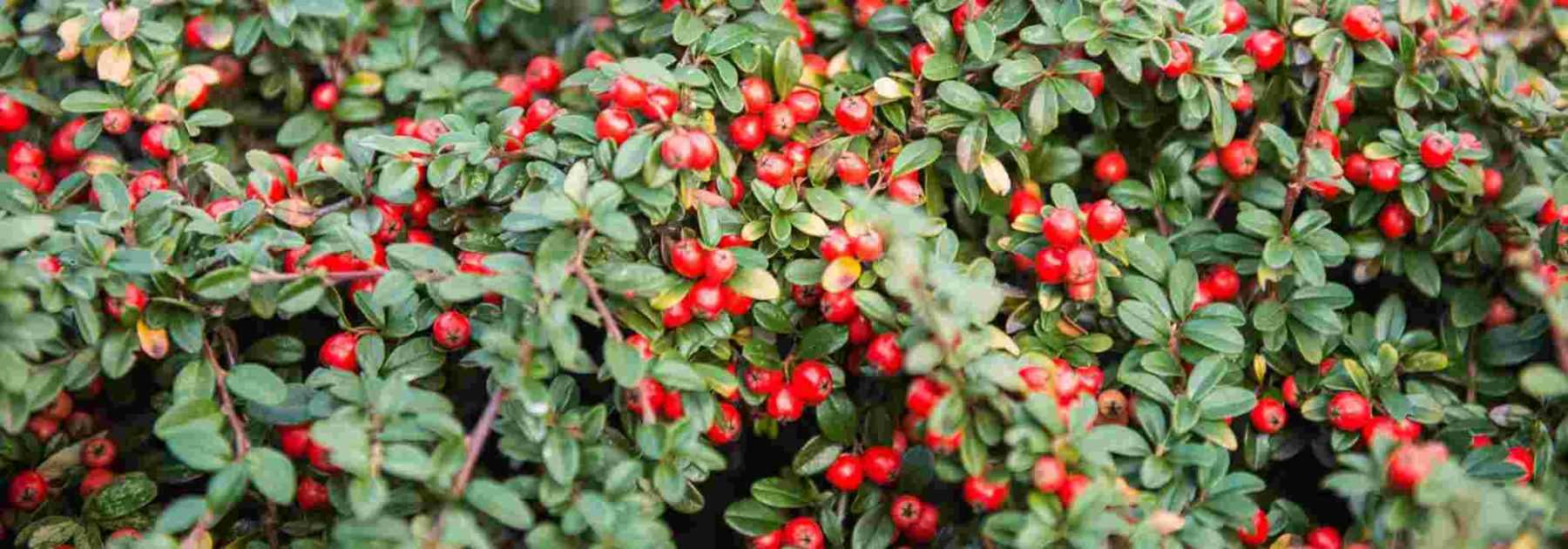 <em>Cotoneaster</em>: which to choose?