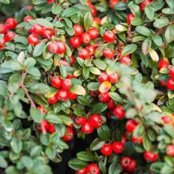 <em>Cotoneaster</em>: which to choose?