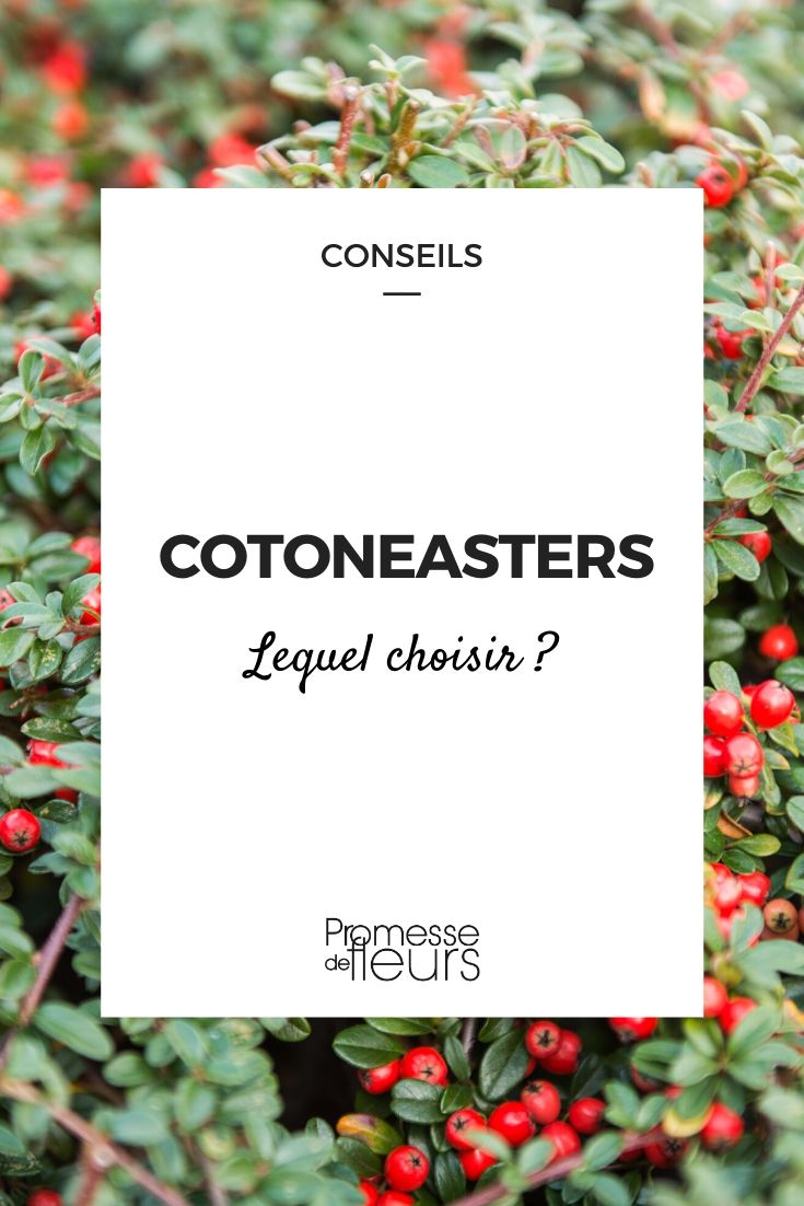 Choosing the Right Cotoneaster for Your Garden Cotoneaster: Which One to Choose?