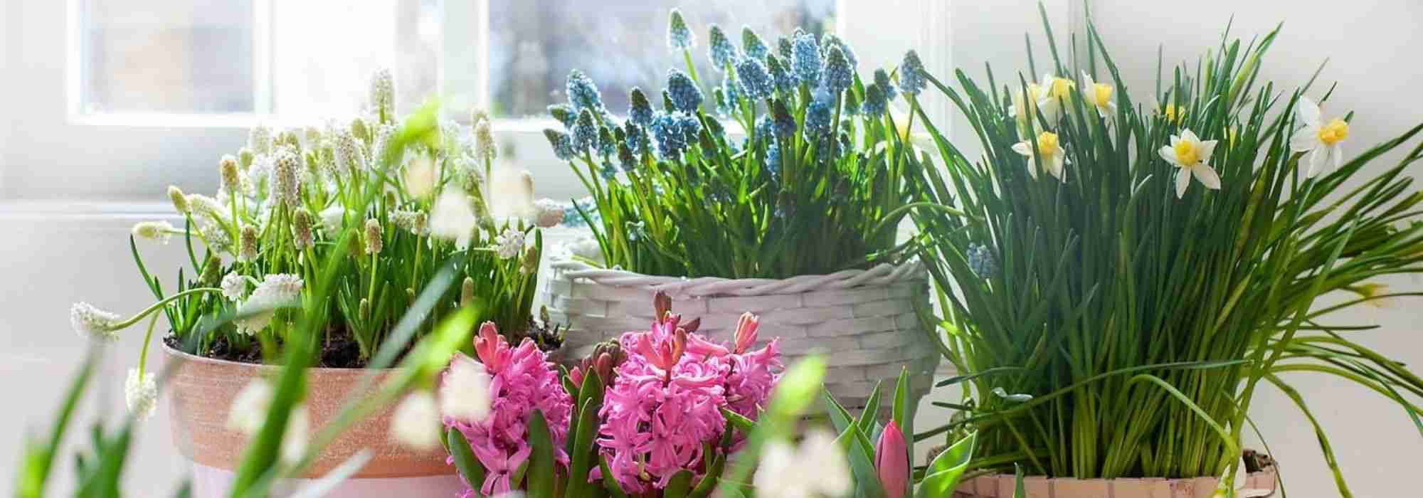 Which bulbs to encourage to shoot indoors?