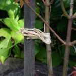 Should trees be staked?