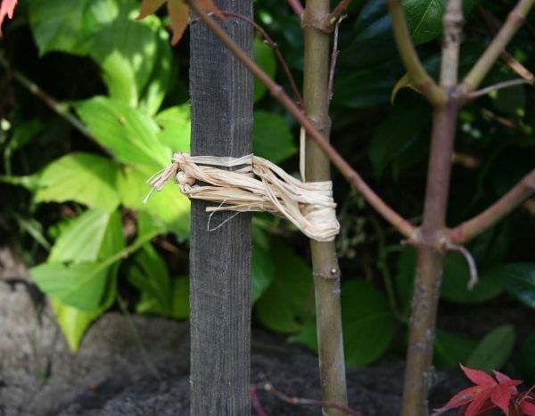 Should trees be staked?