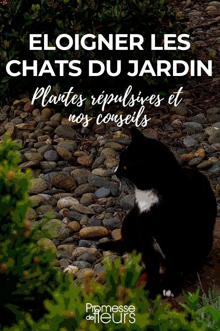 Repellent Plants to Keep Cats Away from the Garden