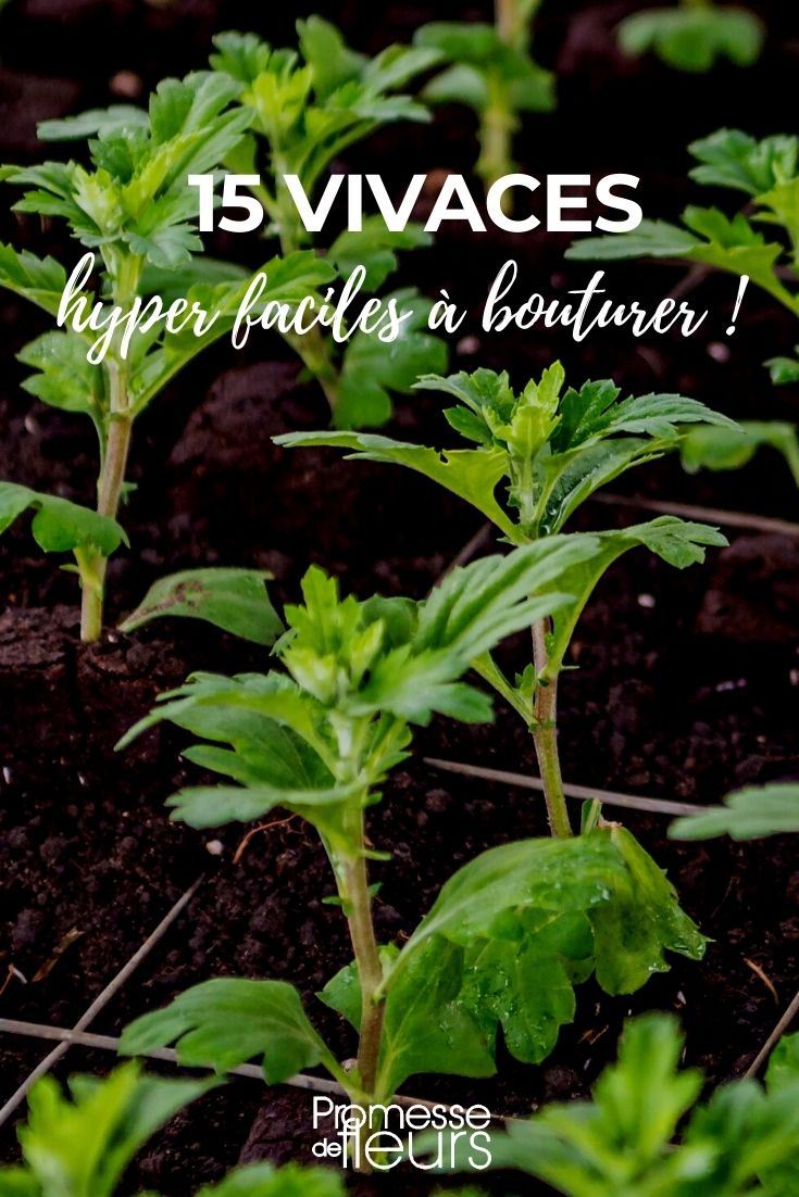 15 Easy-to-Cut Perennials Our Selection of 15 Perennial Plants That Are Very Easy to Take Cuttings From