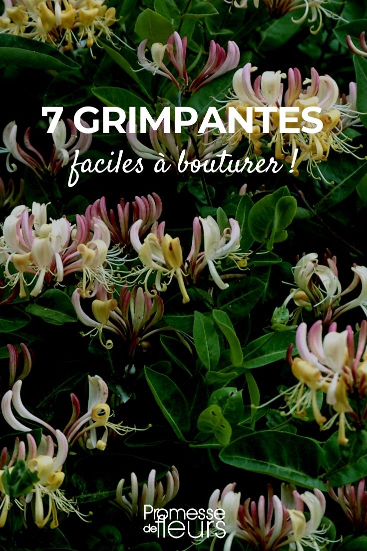 7 Easy-to-Cut Climbing Plants Our Selection of 7 Easy-to-Cut Climbing Plants