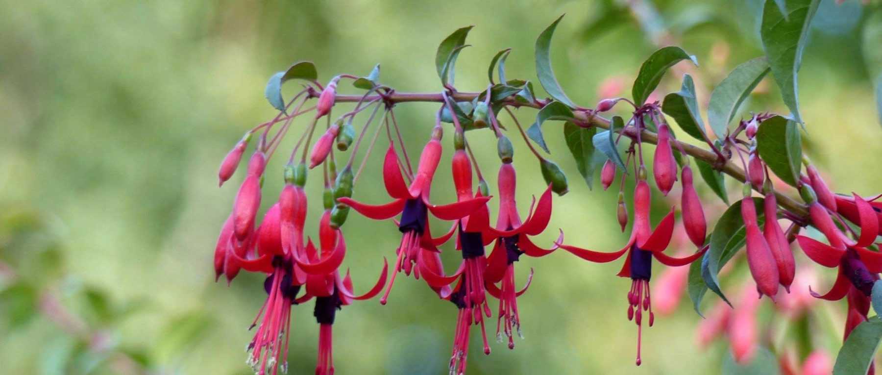 15 easy-to-propagate bushes