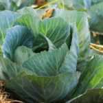 Cabbage: plant, sow, harvest