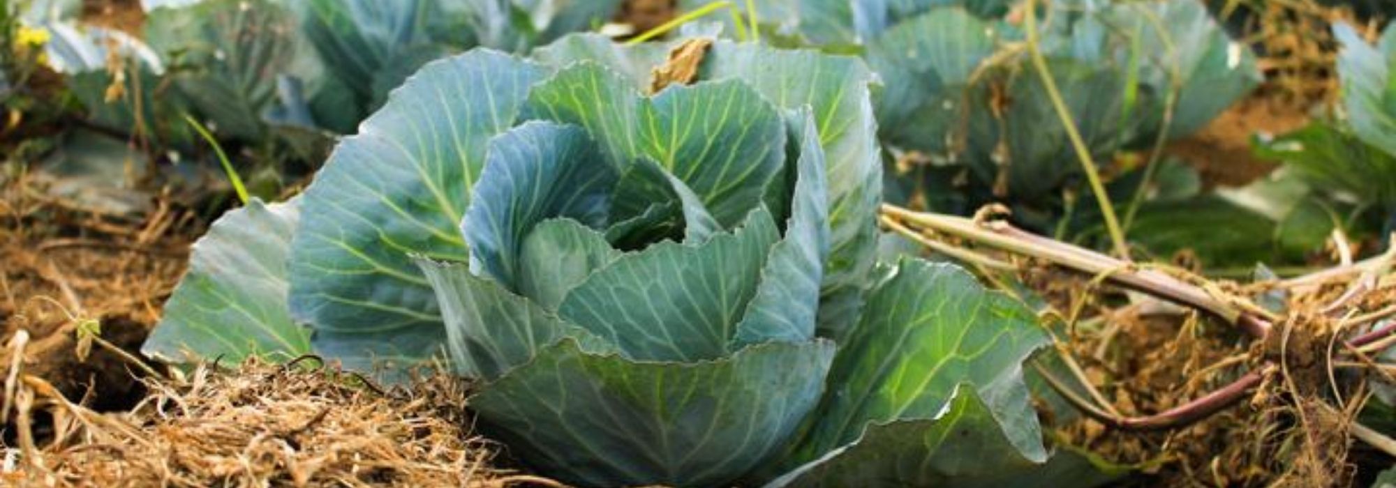 Cabbage: plant, sow, harvest