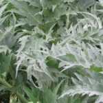 Cardoon: planting, cultivation, harvest