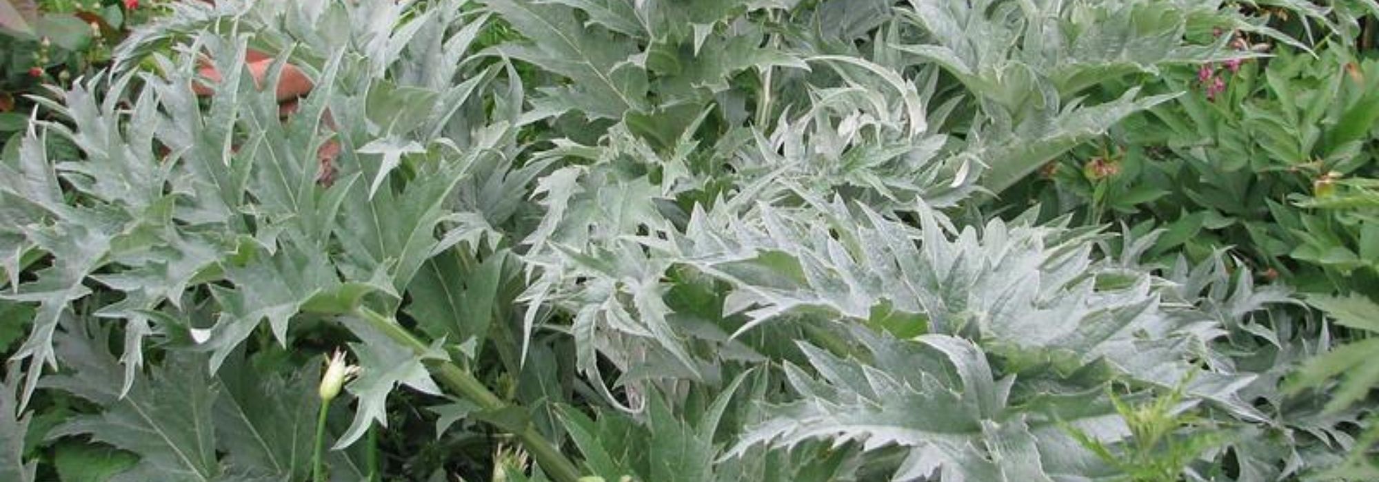 Cardoon: planting, cultivation, harvest