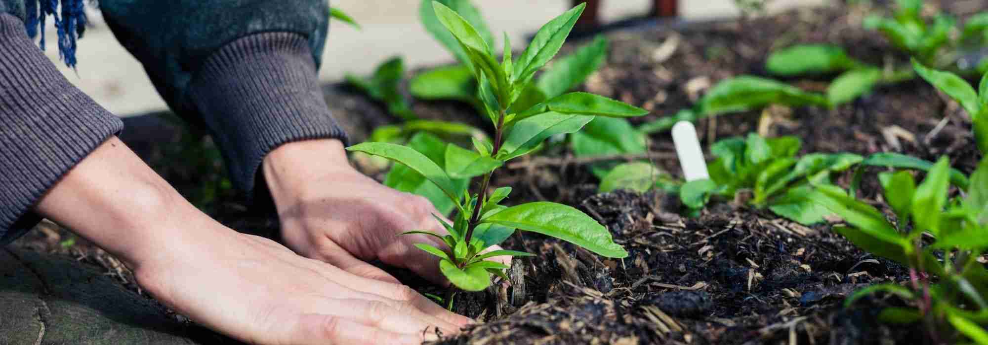 Gardening without back pain: postures and garden adaptations