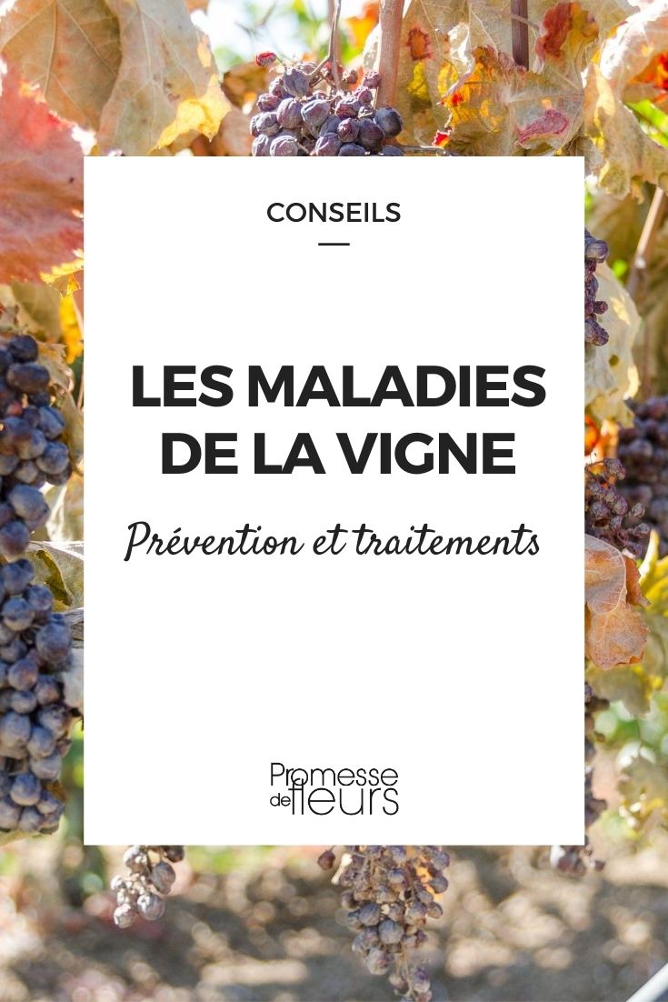 Vine Diseases: Prevention and Treatment vine disease