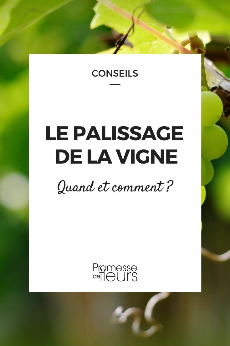 Training Grapevines: When and How Training Vines: Everything You Need to Know