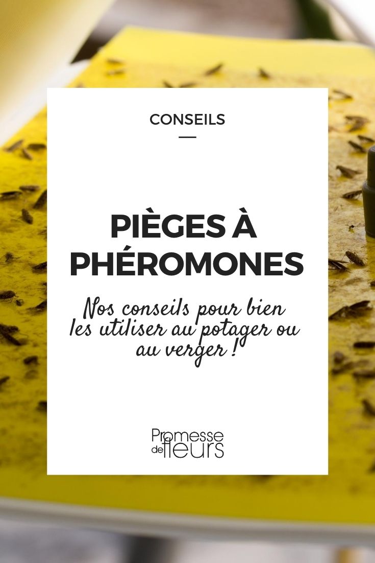 Pheromone Trap Pheromone trap