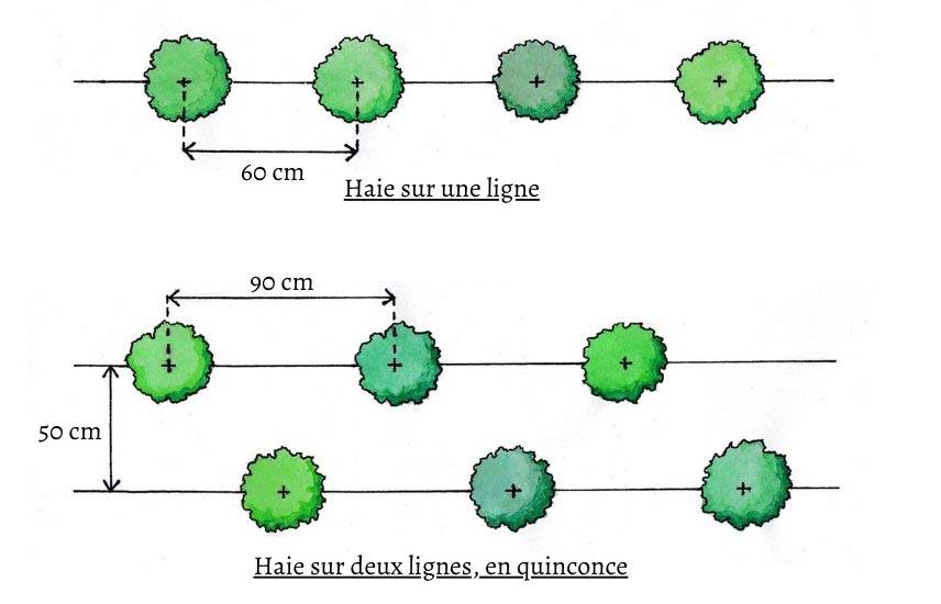 Planting bushes in a hedge, on one or two rows