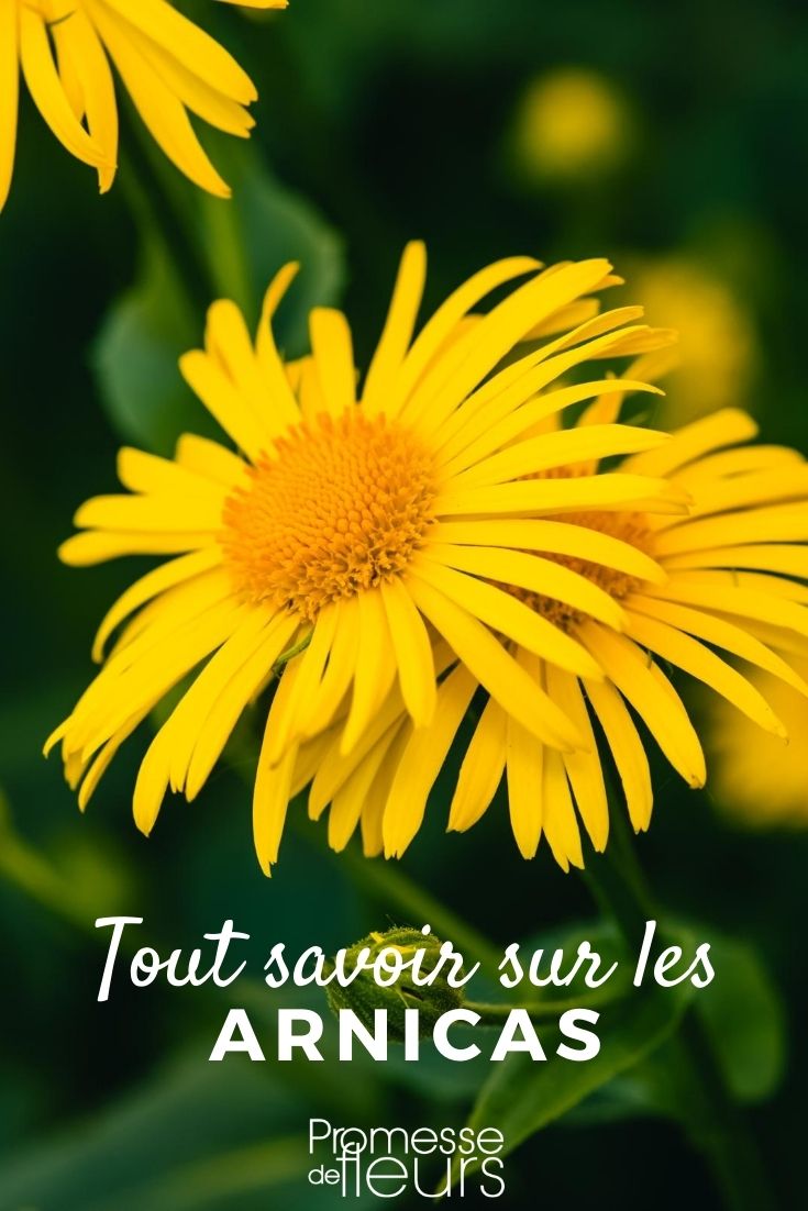 Arnica: Everything You Need to Know Arnica: Cultivation, Sowing, and Benefits