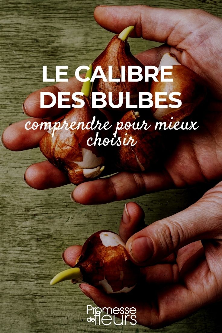 Bulb Size