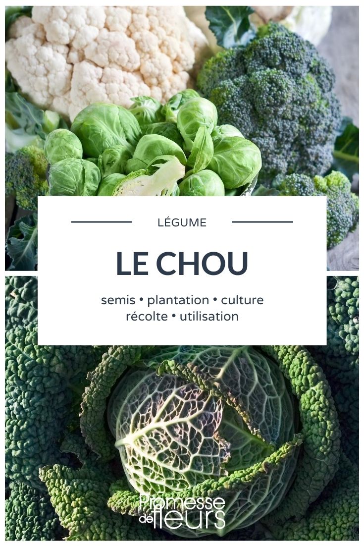 vegetable cabbage Cabbage: Everything You Need to Know