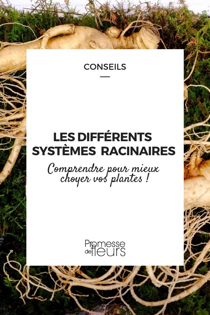 The Roots of Young Plants