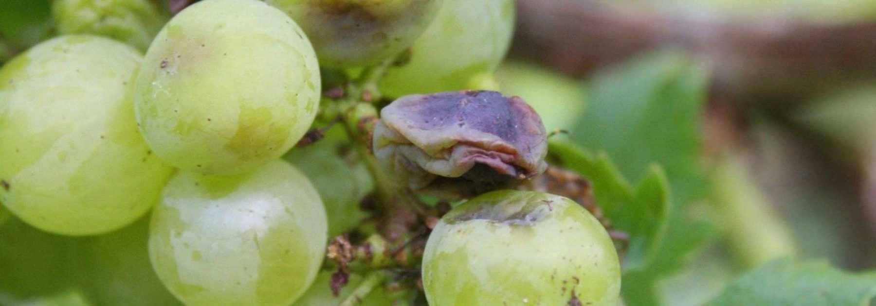 Vine diseases