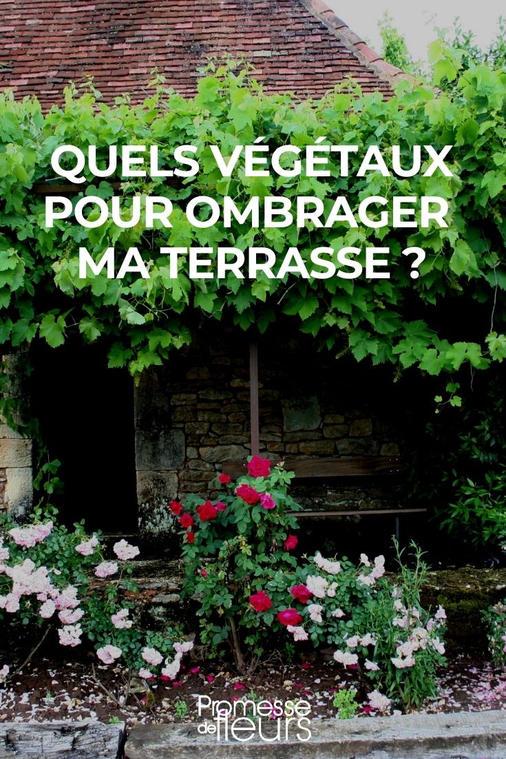 Shade on the Terrace: Choosing the Right Plants
Creating a shaded oasis on your terrace can transform it into a tranquil retreat, perfect for relaxation and enjoying nature. But selecting the right plants is crucial to achieve this. Here are some top picks for plants that thrive in shaded terrace environments:
1. **Ferns (Dryopteris, Athyrium)**: These lush, leafy plants are excellent for shaded areas. Their variety in size and form can complement any terrace space.
2. **Hostas**: Known for their striking foliage, hostas are a favourite for shaded spots. They come in a range of colours and sizes, making them versatile for any design.
3. **Hydrangeas**: With their large, vibrant blooms, hydrangeas are a beautiful addition to any shaded terrace. They require minimal sunlight and add a splash of colour.
4. **Japanese Maples (Acer palmatum)**: These trees are perfect for adding structure and autumn colour to your terrace. They thrive in partial shade and can be grown in containers.
5. **Impatiens**: Ideal for adding bright colours to darker areas, impatiens are easy to care for and provide continuous blooms throughout the summer.
When planning your terrace garden, consider the amount of light each area receives and choose plants that will thrive in those conditions. With the right selections, you can enjoy a lush, green terrace even in the shade. Shade on the Terrace: Which Plants to Choose?