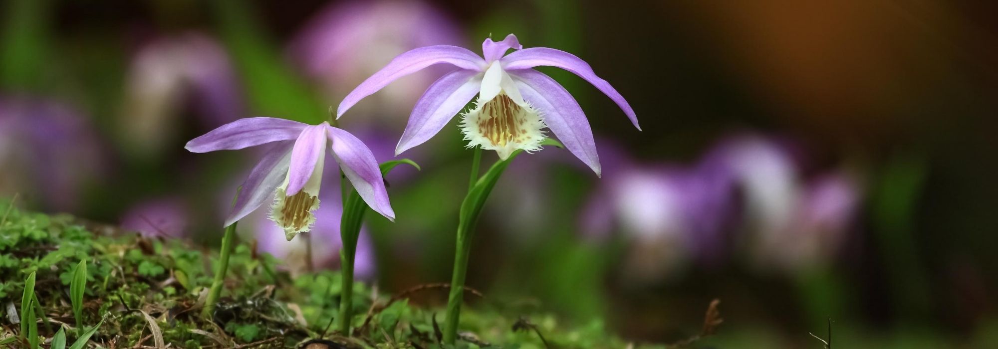 Pleione: planting, growing, and caring for