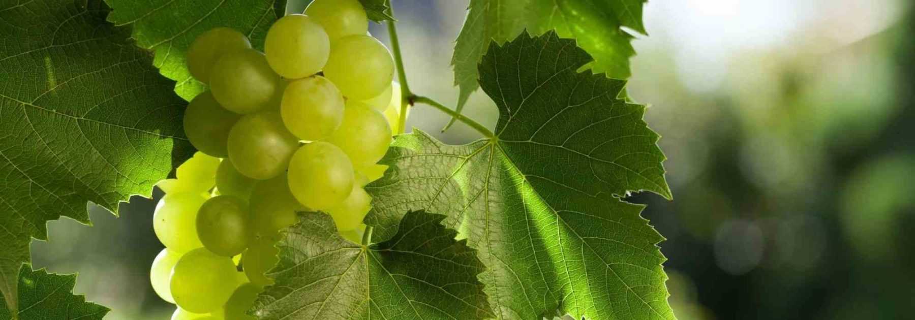 Training a grapevine against a wall