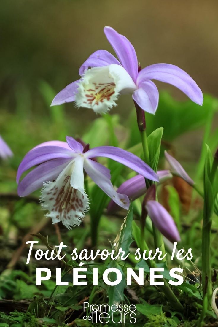 Pleione: Everything You Need to Know Garden Orchid, Pleione - Everything You Need to Know