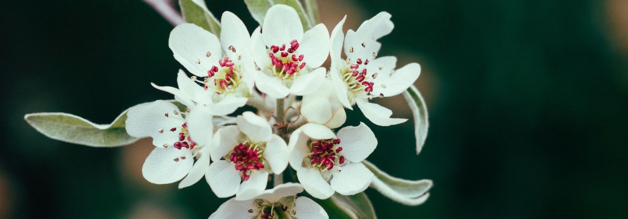 Flowering pear tree, ornamental pear tree: planting, cultivation, maintenance