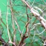 Different types of systems relating to roots