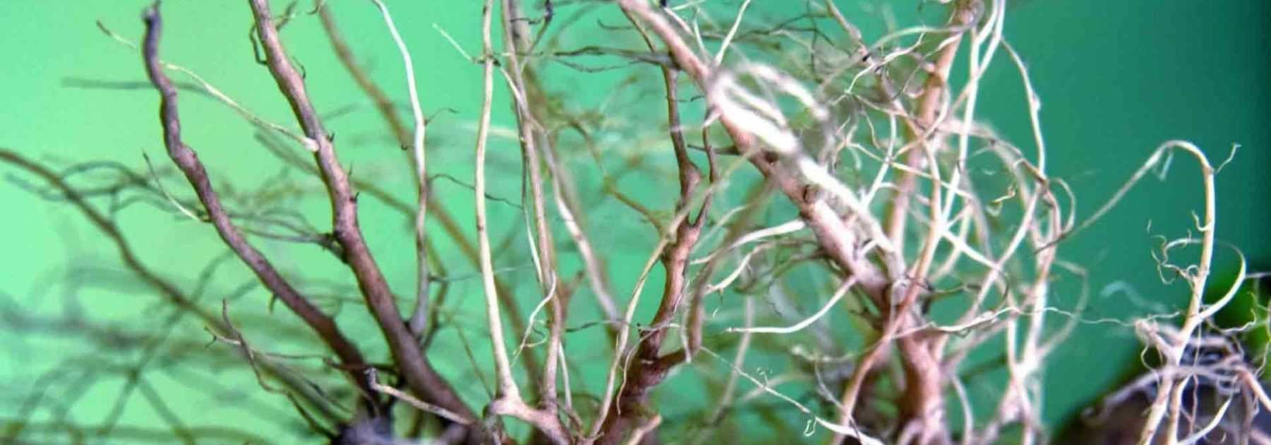 Different types of systems relating to roots