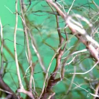 Different types of systems relating to roots