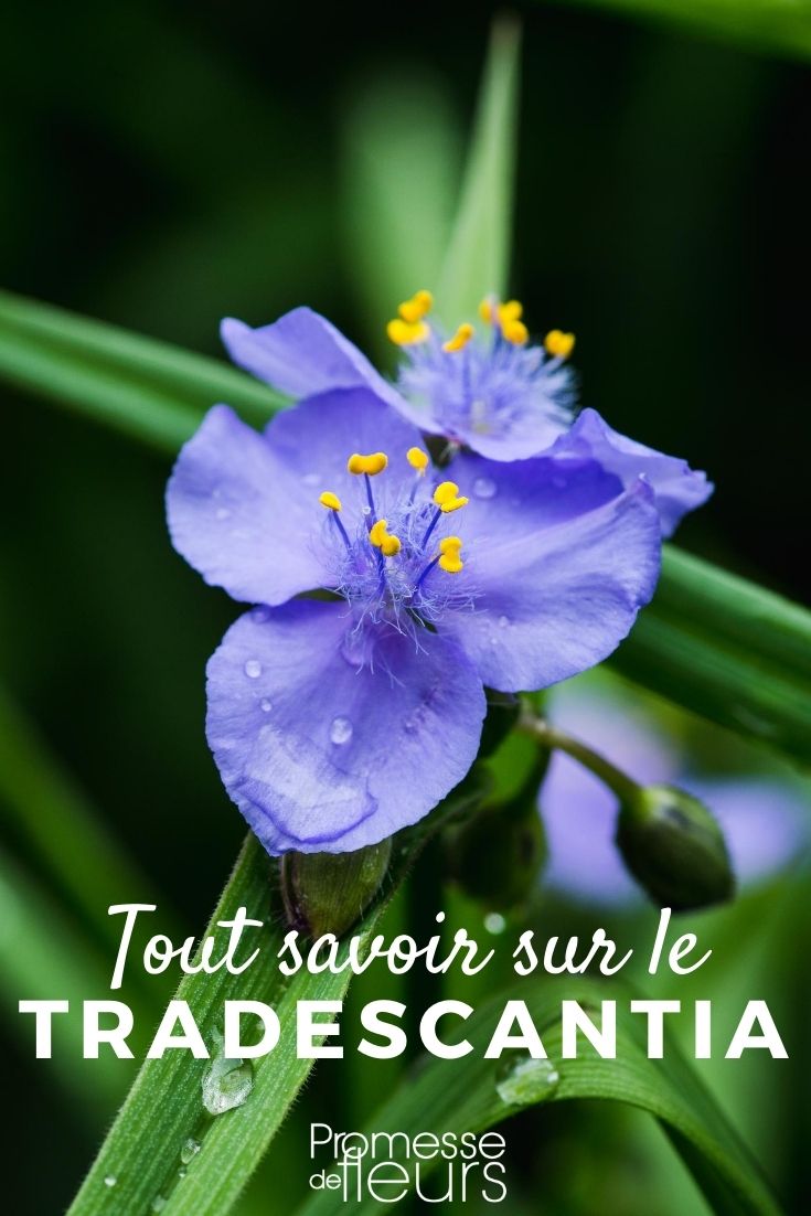 Tradescantia - Everything You Need to Know