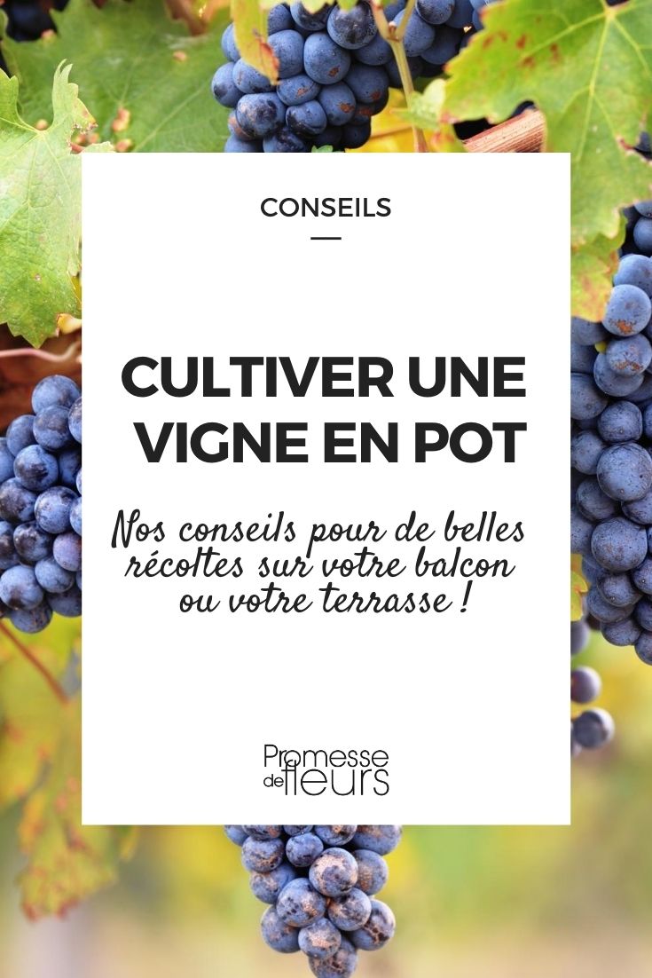 potted vine (2) How to Grow a Grapevine in a Pot: Our Tips