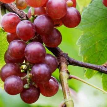 To grow a grapevine in a pot