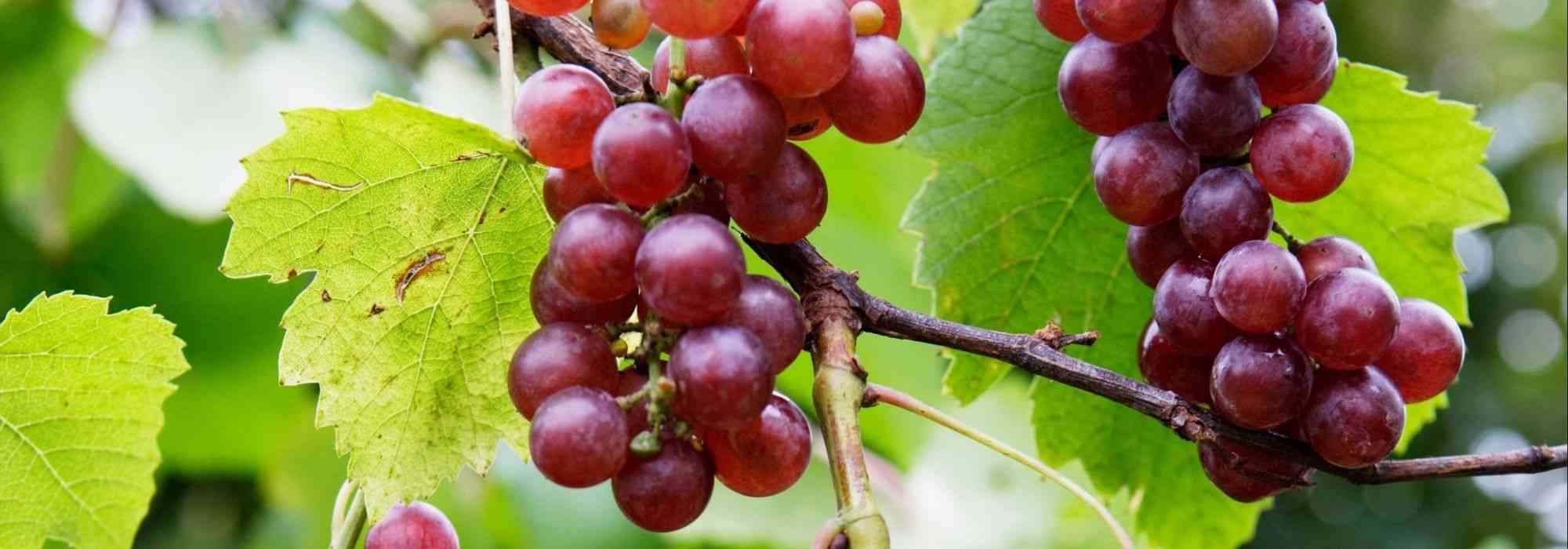 To grow a grapevine in a pot