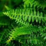 Blechnum: planting, growing, and caring for