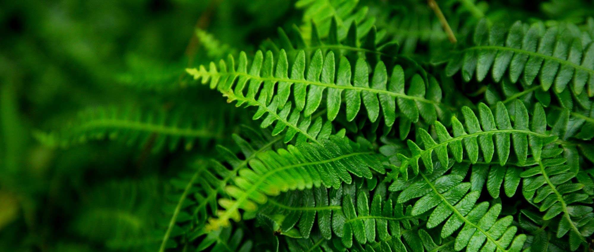 Blechnum: planting, growing, and caring for