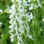 Perennials with white flowers: best varieties
