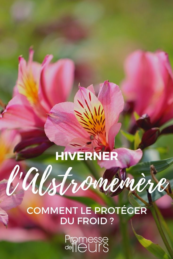 Wintering Alstroemeria
Alstroemeria, also known as Peruvian Lily or Lily of the Incas, is a beautiful and vibrant flowering plant that can add a splash of colour to any garden. However, as they are native to South America, they require some care to successfully overwinter in cooler climates.
### Preparing Alstroemeria for Winter
1. **Mulching:** Before the first frost, apply a thick layer of mulch around the base of the plant. This helps to insulate the roots from freezing temperatures. Use organic materials like straw, leaves, or wood chips.
2. **Reducing Watering:** Decrease watering as the temperature drops. Alstroemeria plants need less water during the colder months, and overwatering can lead to root rot.
3. **Protection:** In areas with severe winters, it might be necessary to cover your Alstroemeria with a frost cloth or a plastic cover to provide extra protection against freezing temperatures.
4. **Indoor Overwintering:** If you grow Alstroemeria in pots, consider moving them indoors to a cool, frost-free place during winter. Ensure they receive enough light and water sparingly.
### After Winter Care
Once the threat of frost has passed, gradually remove any protective coverings. Increase watering slightly as the plant returns to active growth. Watch for new shoots, and once they appear, you can begin feeding the plant with a balanced fertilizer to encourage blooming.
By following these steps, your Alstroemeria should thrive and return year after year with its delightful blooms. How to Protect Alstroemeria from Cold in Winter?
