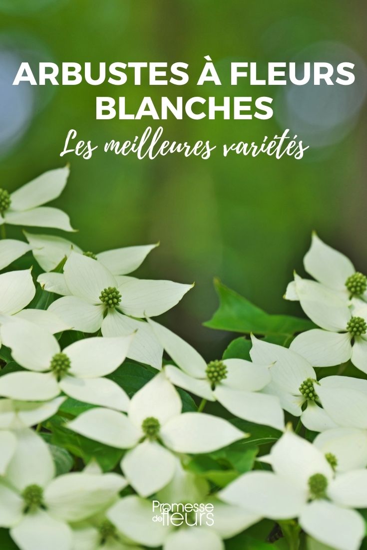 white flower bushes The Best Bushes with White Flowers