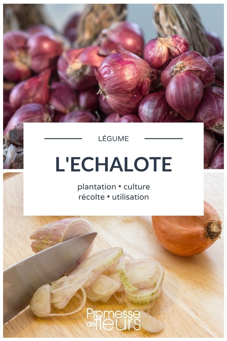 kitchen garden shallot Shallot: Planting, Cultivating, Harvesting
